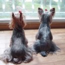 안녕, 펫 이미지