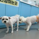 CFM애견유치원 이미지