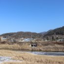 소나무(산촌마을) 이미지