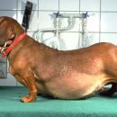 수원24시 바른동물의료센터 이미지