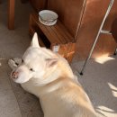 녹음실제주 | 전농로 SOHAPPY 카페 후기｜식물스튜디오 녹음실과 함께한 여유로운 오후