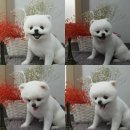 블링블링펫미용 이미지