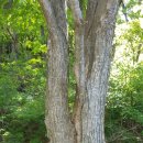 국도24호선가로수 이미지