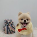 몽블리 펫샵 이미지