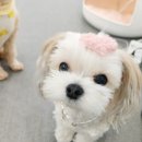 내 강아지의 봄 일산애견유치원&애견호텔 이미지