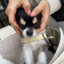 [프롬위니]솜솜백 강아지 이동가방/ 확장형 애견이동가방/ 반려견가방/ 비행기 탑승이동가방(내돈내산)