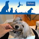 건 덴탈 이미지