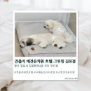 제이 애견 호텔 | [김포] 김포애견호텔 견출지 애견유치원 호텔 그루밍 김포점 솔직후기