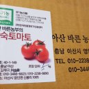 물감토마토