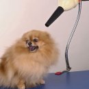 한결강아지미용실 이미지