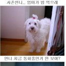 먹자 Daum카페