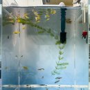 파란바이오 | 🐟 어항 관찰일지, 보기만해도 예쁜 파란 새우 블루벨벳 데려왔어요.