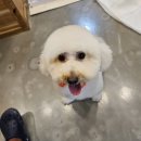 쑝이네 애견샵 | 평택 강아지 미용 쑝이네애견샵 단연 팽성 최고라 하겠음