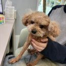 두리동물병원 이미지