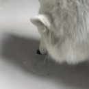 겨울나는나비 동물병원 이미지