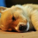 행복한 강아지 이미지