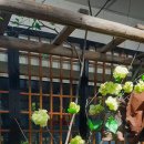 아마존플라워