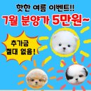 대구강아지분양 테디럽 이미지