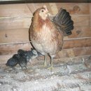 천지농장 이미지