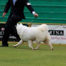 베베도그 이미지