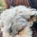 Cuddly Puppy 이미지