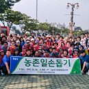 경남농협 양산기장축협 원동면 매실 따기 구슬땀 이미지