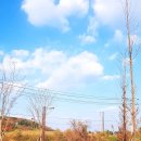 꽃보다 개 이미지