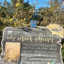 거창읍-14 | 거창 가볼만한곳 의동마을 은행나무길 실시간 방문 후기🐾