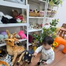 천안불당하나동물약국 | [후기]천안 다비스튜디오 셀프사진관 천안불당점