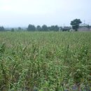 김한수농장 이미지