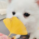 강아지의봄