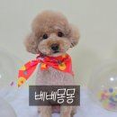 베베몽몽 이미지