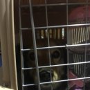 금비켄넬 이미지