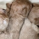 켄넬203 말티푸분양, 미니비숑분양 이미지