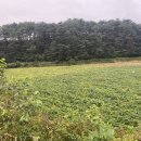 백필농장 이미지