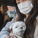 하은동물병원 | 백반이 기록3. 강아지안구적출 수술 후기 강아지녹내장 안양 하은동물병원 추천