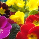 대산초등 이미지