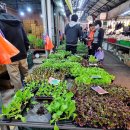 오일시장 내 이미지