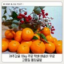 돌담귤밭