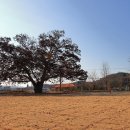 피플앤독느티캠핑장 이미지