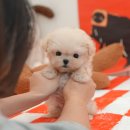 부산강아지분양 미유펫 이미지