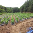 안흥목장 이미지