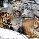 호랑이형제 이미지