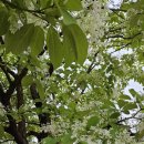 고잔초등학교 앞 이미지