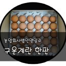 영일계란 이미지
