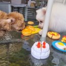 호텔 독스 이미지