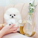 어벤져스켄넬 탑클래스펫 강아지분양 이미지