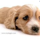 이쁜강아지 이미지