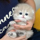 인천 강아지분양 고양이분양 미유펫 이미지