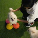 나무애견유치원 이미지